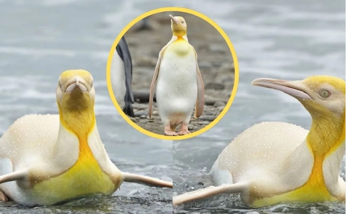 Raro pingüino amarillo que parece bañado en oro es visto por primera vez
